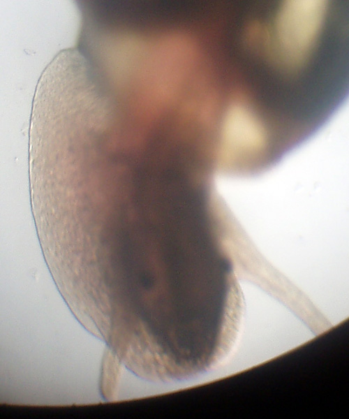 Chiocciole microscopiche